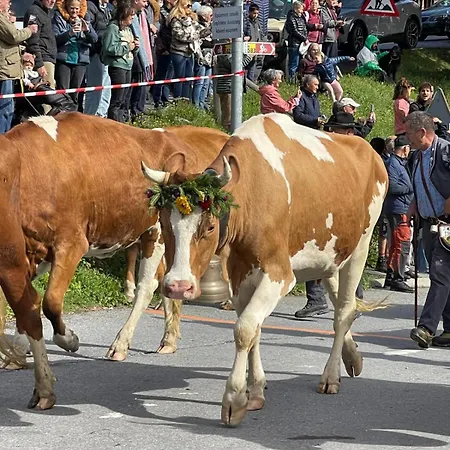 61 22 Trois Pièces à Vue Imprenable Sur Les Montagnes Gryon