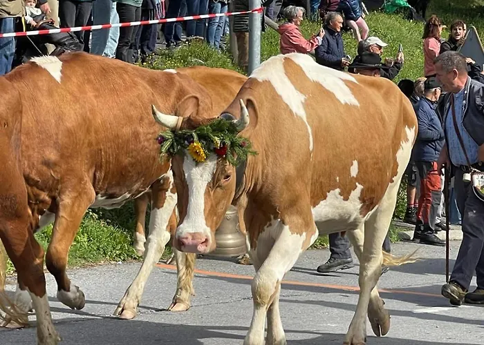 61 22 Trois Pieces A Vue Imprenable Sur Les Montagnes Gryon